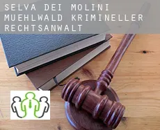 Mühlwald  krimineller rechtsanwalt