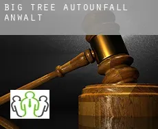 Big Tree  Autounfall Anwalt
