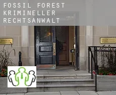 Fossil Forest  krimineller rechtsanwalt
