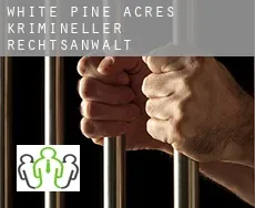 White Pine Acres  krimineller rechtsanwalt